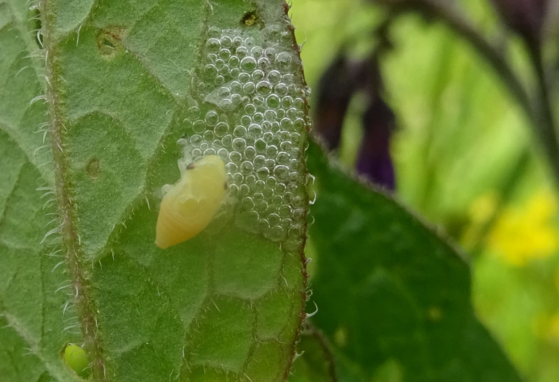 Philaenus spumarius - Aphrophoridae